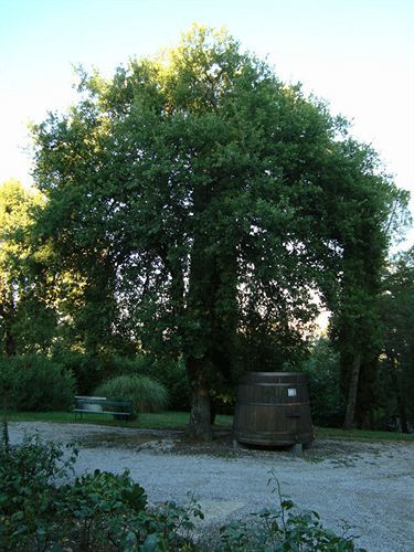 Agriturismo Il Villino Fonterutoli Bagian luar foto